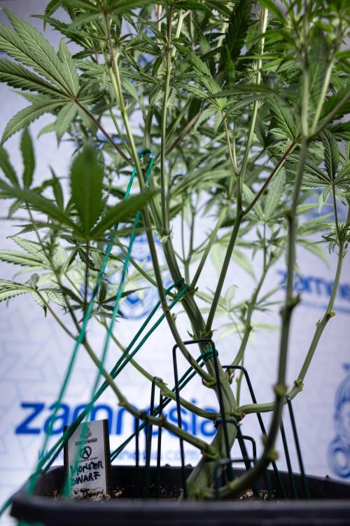 Monster Dwarf II Auto - Zamnesia x B&B. Week 5 - Monster Dwarf Automatic #2 - LST - Bloom