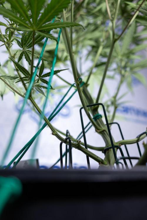 Monster Dwarf II Auto - Zamnesia x B&B. Week 5 - Monster Dwarf Automatic #2 - LST - Bloom