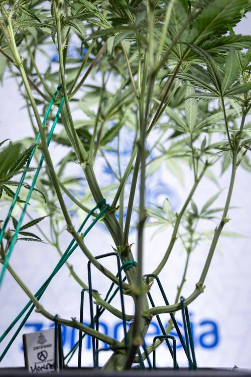 Monster Dwarf II Auto - Zamnesia x B&B. Week 5 - Monster Dwarf Automatic #2 - LST - Bloom