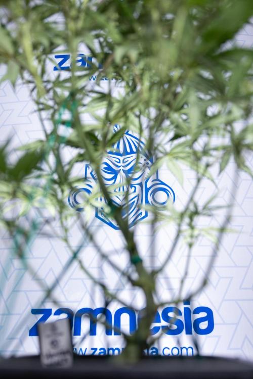 Monster Dwarf II Auto - Zamnesia x B&B. Week 5 - Monster Dwarf Automatic #2 - LST - Bloom