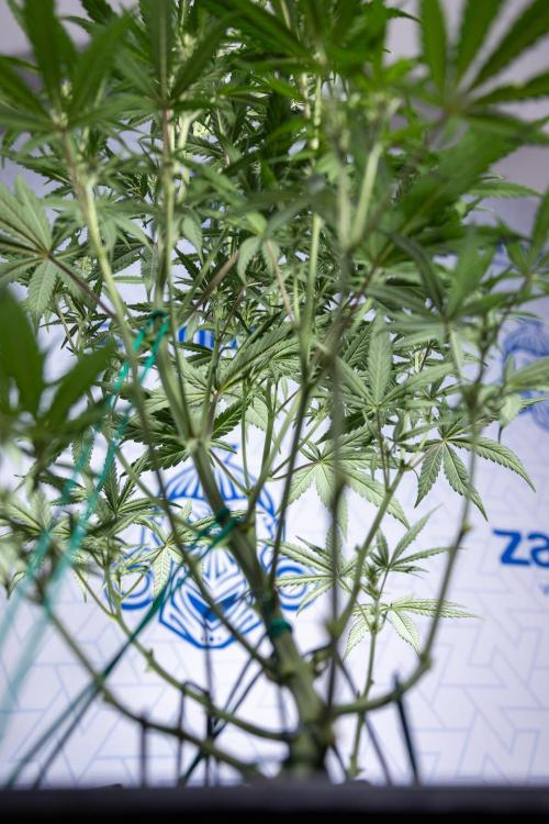 Monster Dwarf II Auto - Zamnesia x B&B. Week 5 - Monster Dwarf Automatic #2 - LST - Bloom