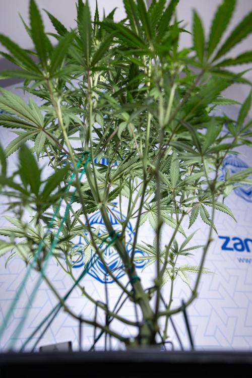 Monster Dwarf II Auto - Zamnesia x B&B. Week 5 - Monster Dwarf Automatic #2 - LST - Bloom