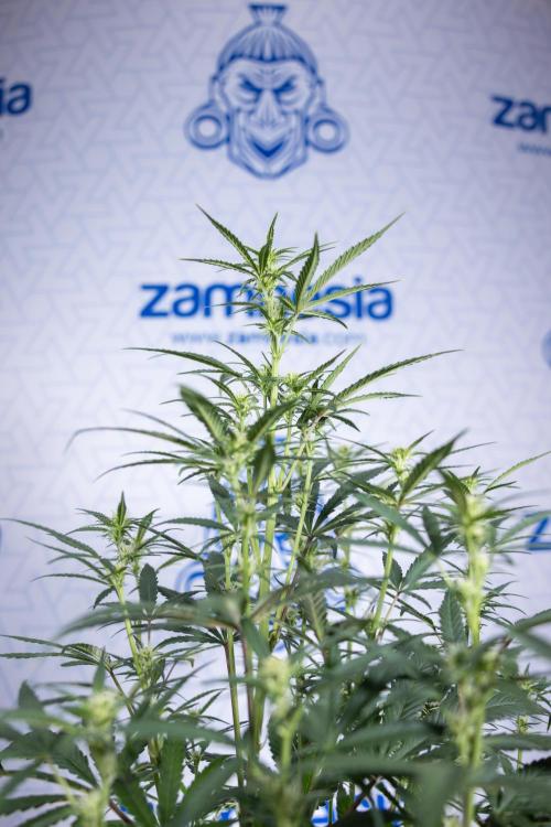 Monster Dwarf II Auto - Zamnesia x B&B. Week 5 - Monster Dwarf Automatic #2 - LST - Bloom