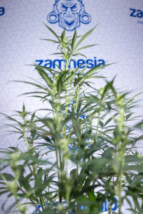 Monster Dwarf II Auto - Zamnesia x B&B. Week 5 - Monster Dwarf Automatic #2 - LST - Bloom