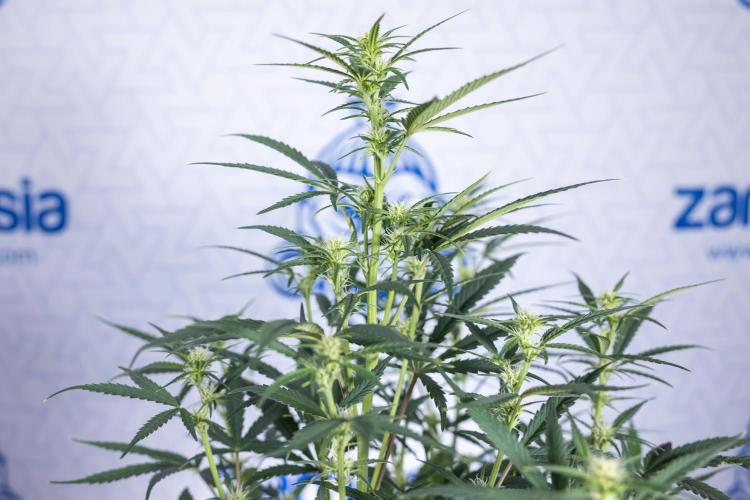 Monster Dwarf II Auto - Zamnesia x B&B. Week 5 - Monster Dwarf Automatic #2 - LST - Bloom