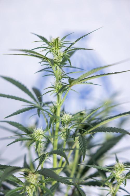 Monster Dwarf II Auto - Zamnesia x B&B. Week 5 - Monster Dwarf Automatic #2 - LST - Bloom