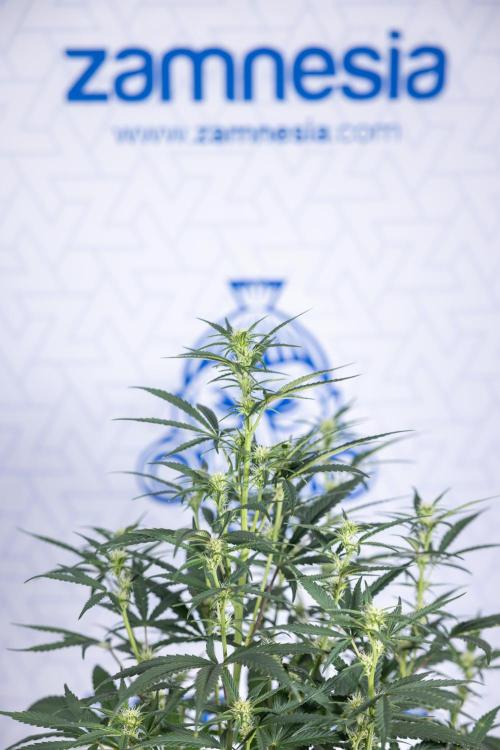 Monster Dwarf II Auto - Zamnesia x B&B. Week 5 - Monster Dwarf Automatic #2 - LST - Bloom