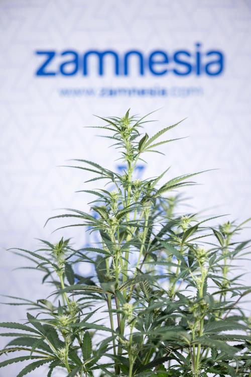 Monster Dwarf II Auto - Zamnesia x B&B. Week 5 - Monster Dwarf Automatic #2 - LST - Bloom