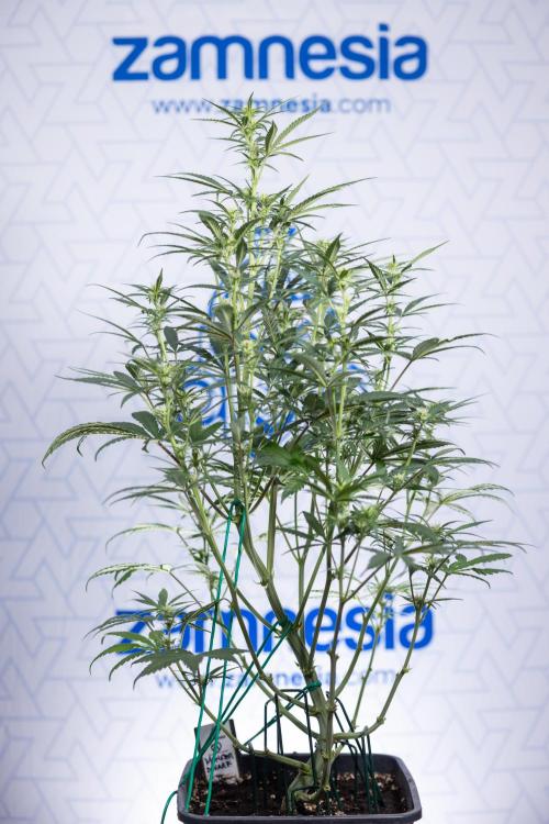 Monster Dwarf II Auto - Zamnesia x B&B. Week 5 - Monster Dwarf Automatic #2 - LST - Bloom