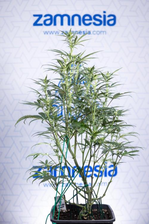 Monster Dwarf II Auto - Zamnesia x B&B. Week 5 - Monster Dwarf Automatic #2 - LST - Bloom