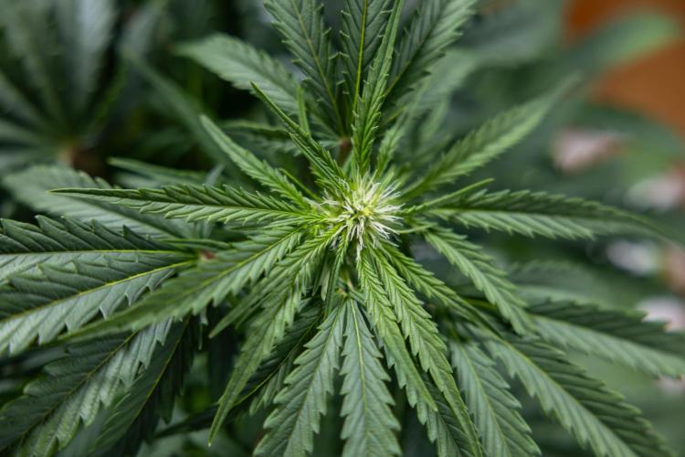 Critical Cheese Auto I - Zamnesia x B&B. Week 5 - Critical Cheese Automatic #1 - LST - Bloom