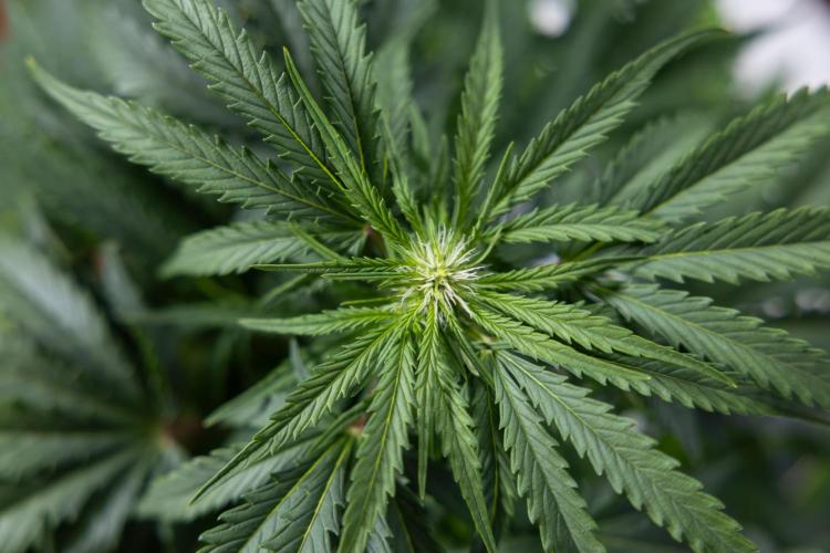 Critical Cheese Auto I - Zamnesia x B&B. Week 5 - Critical Cheese Automatic #1 - LST - Bloom