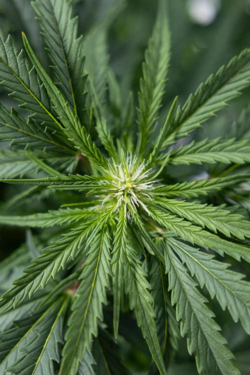 Critical Cheese Auto I - Zamnesia x B&B. Week 5 - Critical Cheese Automatic #1 - LST - Bloom