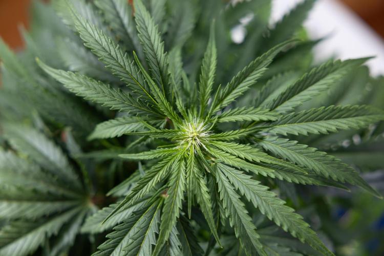 Critical Cheese Auto I - Zamnesia x B&B. Week 5 - Critical Cheese Automatic #1 - LST - Bloom