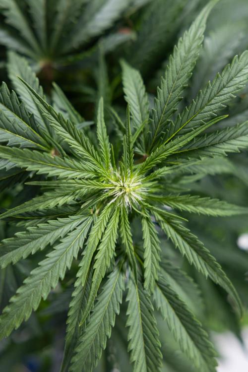 Critical Cheese Auto I - Zamnesia x B&B. Week 5 - Critical Cheese Automatic #1 - LST - Bloom