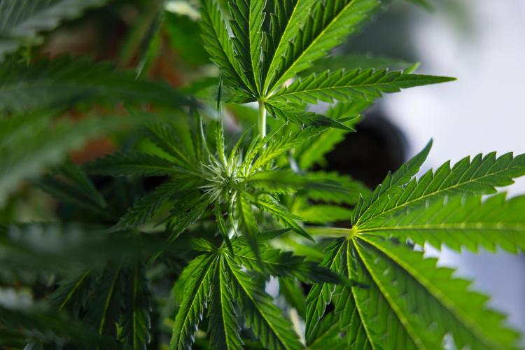 Critical Cheese Auto I - Zamnesia x B&B. Week 5 - Critical Cheese Automatic #1 - LST - Bloom