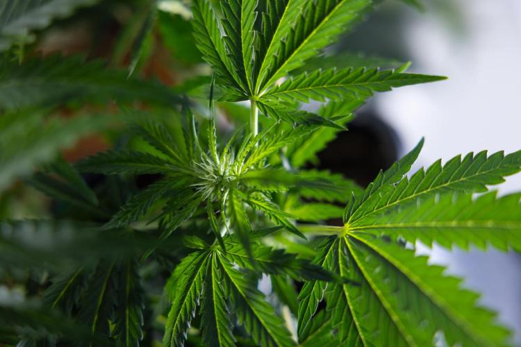 Critical Cheese Auto I - Zamnesia x B&B. Week 5 - Critical Cheese Automatic #1 - LST - Bloom