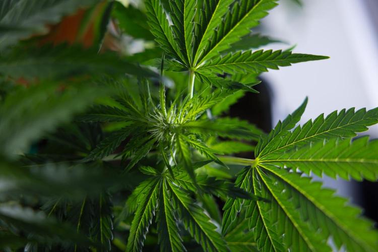 Critical Cheese Auto I - Zamnesia x B&B. Week 5 - Critical Cheese Automatic #1 - LST - Bloom