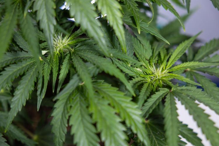 Critical Cheese Auto I - Zamnesia x B&B. Week 5 - Critical Cheese Automatic #1 - LST - Bloom