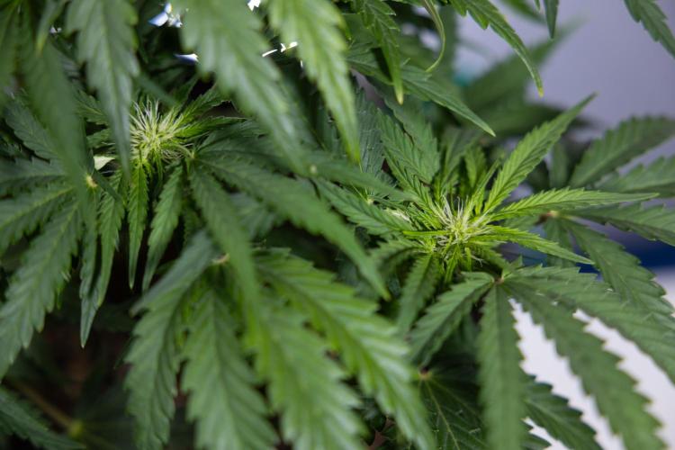 Critical Cheese Auto I - Zamnesia x B&B. Week 5 - Critical Cheese Automatic #1 - LST - Bloom