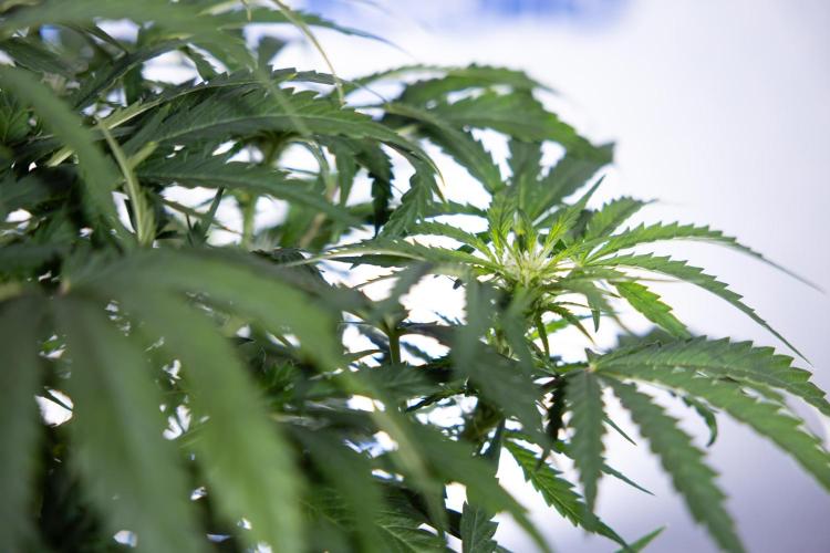 Critical Cheese Auto I - Zamnesia x B&B. Week 5 - Critical Cheese Automatic #1 - LST - Bloom