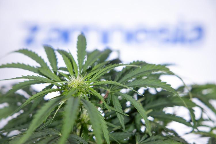 Critical Cheese Auto I - Zamnesia x B&B. Week 5 - Critical Cheese Automatic #1 - LST - Bloom