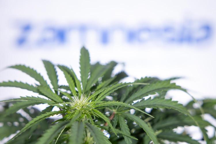 Critical Cheese Auto I - Zamnesia x B&B. Week 5 - Critical Cheese Automatic #1 - LST - Bloom