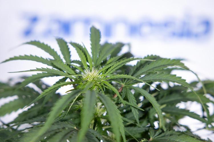 Critical Cheese Auto I - Zamnesia x B&B. Week 5 - Critical Cheese Automatic #1 - LST - Bloom