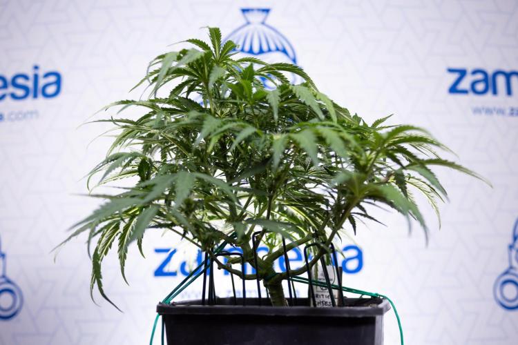 Critical Cheese Auto I - Zamnesia x B&B. Week 5 - Critical Cheese Automatic #1 - LST - Bloom