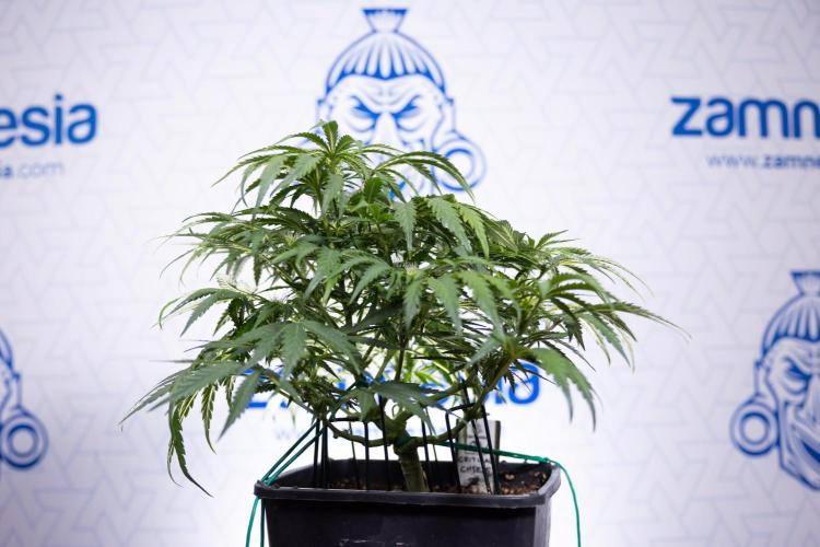 Critical Cheese Auto I - Zamnesia x B&B. Week 5 - Critical Cheese Automatic #1 - LST - Bloom