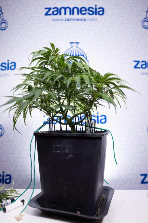 Critical Cheese Auto I - Zamnesia x B&B. Week 5 - Critical Cheese Automatic #1 - LST - Bloom