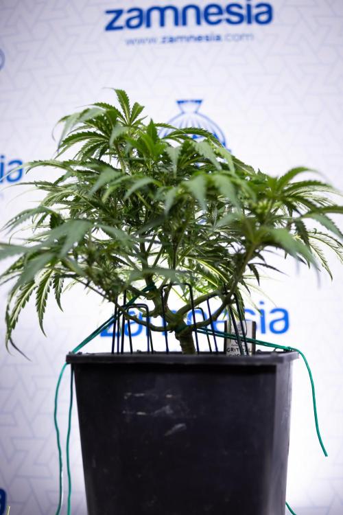 Critical Cheese Auto I - Zamnesia x B&B. Week 5 - Critical Cheese Automatic #1 - LST - Bloom