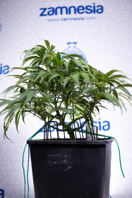 Critical Cheese Auto I - Zamnesia x B&B. Week 5 - Critical Cheese Automatic #1 - LST - Bloom