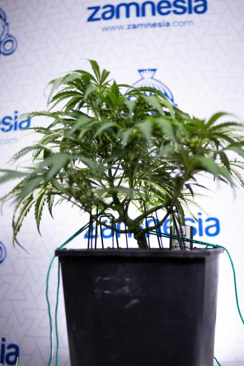 Critical Cheese Auto I - Zamnesia x B&B. Week 5 - Critical Cheese Automatic #1 - LST - Bloom