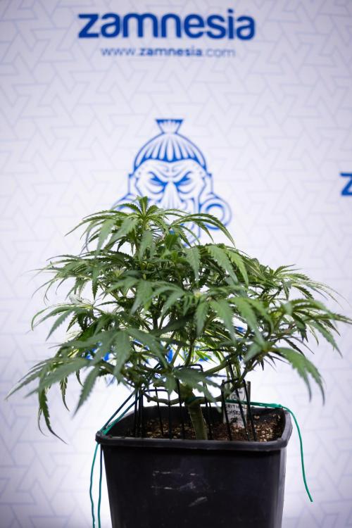 Critical Cheese Auto I - Zamnesia x B&B. Week 5 - Critical Cheese Automatic #1 - LST - Bloom