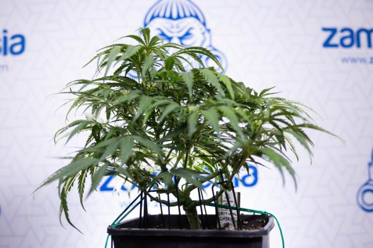 Critical Cheese Auto I - Zamnesia x B&B. Week 5 - Critical Cheese Automatic #1 - LST - Bloom