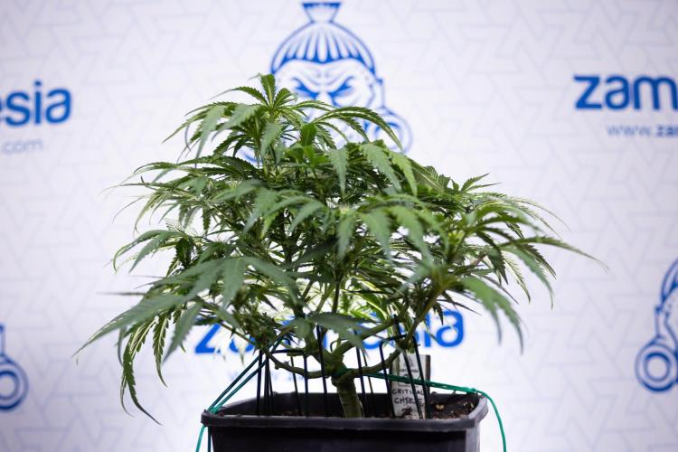 Critical Cheese Auto I - Zamnesia x B&B. Week 5 - Critical Cheese Automatic #1 - LST - Bloom