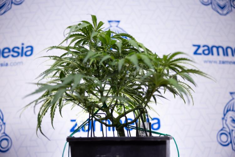 Critical Cheese Auto I - Zamnesia x B&B. Week 5 - Critical Cheese Automatic #1 - LST - Bloom