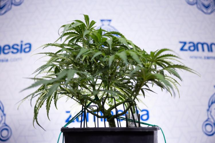 Critical Cheese Auto I - Zamnesia x B&B. Week 5 - Critical Cheese Automatic #1 - LST - Bloom