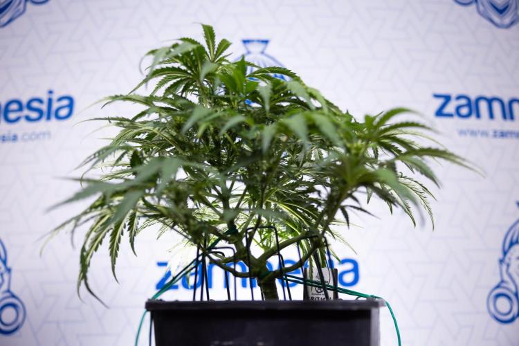 Critical Cheese Auto I - Zamnesia x B&B. Week 5 - Critical Cheese Automatic #1 - LST - Bloom