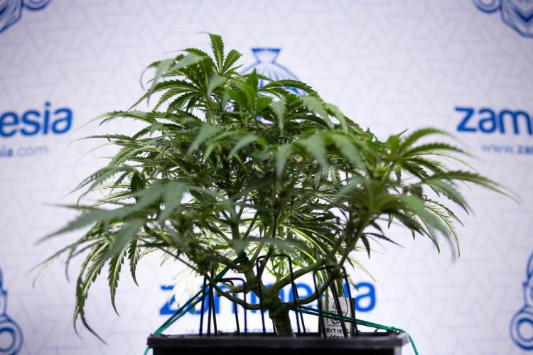 Critical Cheese Auto I - Zamnesia x B&B. Week 5 - Critical Cheese Automatic #1 - LST - Bloom