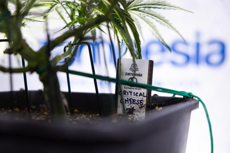 Critical Cheese Auto I - Zamnesia x B&B. Week 5 - Critical Cheese Automatic #1 - LST - Bloom