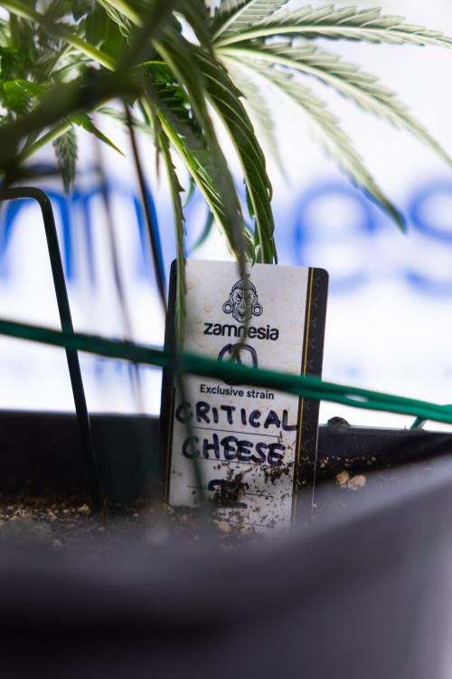 Critical Cheese Auto I - Zamnesia x B&B. Week 5 - Critical Cheese Automatic #1 - LST - Bloom