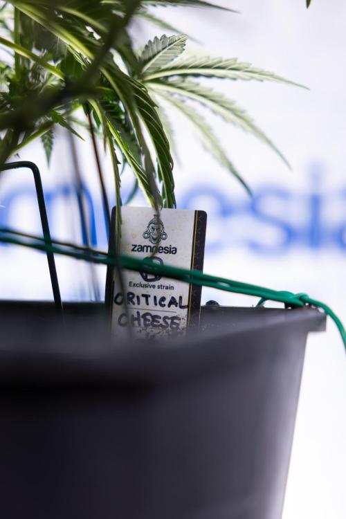 Critical Cheese Auto I - Zamnesia x B&B. Week 5 - Critical Cheese Automatic #1 - LST - Bloom