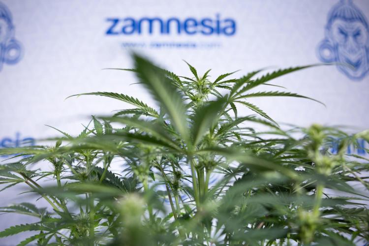 Critical Cheese Auto II - Zamnesia x B&B. Week 5 - Critical Cheese Automatic #2 - No Techniques