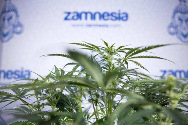 Critical Cheese Auto II - Zamnesia x B&B. Week 5 - Critical Cheese Automatic #2 - No Techniques