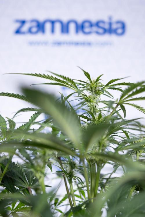 Critical Cheese Auto II - Zamnesia x B&B. Week 5 - Critical Cheese Automatic #2 - No Techniques