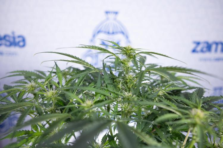 Critical Cheese Auto II - Zamnesia x B&B. Week 5 - Critical Cheese Automatic #2 - No Techniques