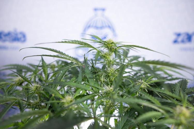 Critical Cheese Auto II - Zamnesia x B&B. Week 5 - Critical Cheese Automatic #2 - No Techniques