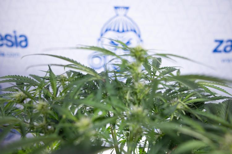 Critical Cheese Auto II - Zamnesia x B&B. Week 5 - Critical Cheese Automatic #2 - No Techniques